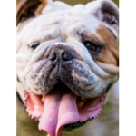 :D enzo