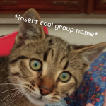 the kitty crew (catopoIis people)