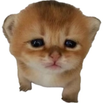 platformh fan group