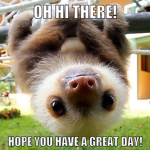 Funny Sloths