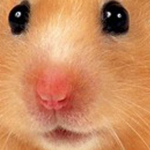 hamser