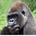 (WeAllLoveGorillas)