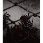 ~Pretty Dark~