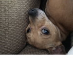 Lucy Gang (my dog)