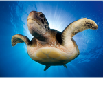 S@ve the Turtles!