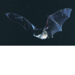 Random..Gray..Bat