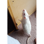 The Buff rats Cult