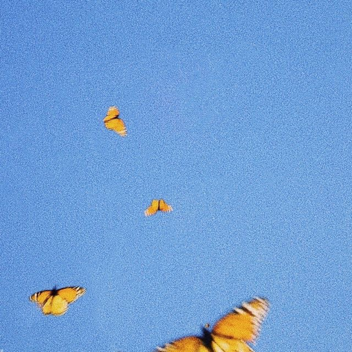Butterfly island🦋