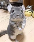 Chinchillassss