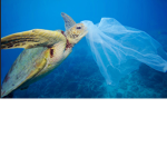 Save The Animals! We need them!