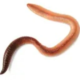 Worm [ALPHA] icon