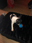 Royal forces dog