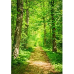 MoonMist Forest