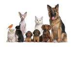 The Club Of Pets