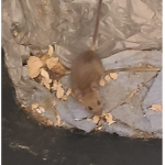 Tiny ###