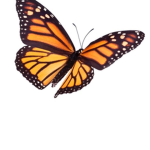 * Butterflies *