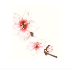 Cherry blossoms [miss cherry]