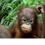 captain monkey