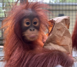 bill boy orangutans