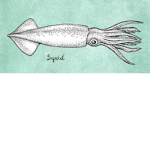 Squids Camp!