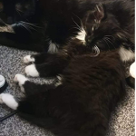 Mimilikecats