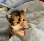 Cats like us