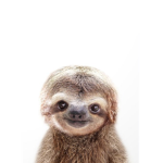 Sloth Fan Club :D