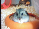 Leonie_hamster Liebe