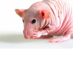 The Iazy Rats