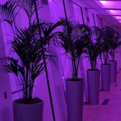 purple aesthetic Roblox decal