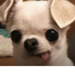 Perritos lindos ;)