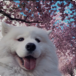 Samoyed dog group