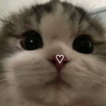 ~catcakes~