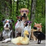 Join this group if you like ducks and dogs cats