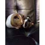 Guinea Pig Fan Page!