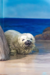 smollest seals studio