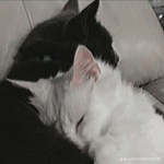 XOX TT