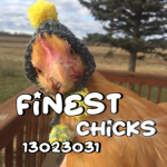 finest chicks