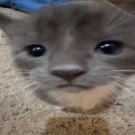 Cynyz