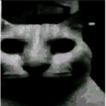 THE MALICIOUS CAT