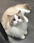 Gato de la suerte