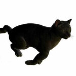 meow meow i am a cat