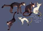 Kitty Cat Fans :<