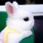 Bunny people!!