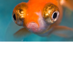 goldfish’s Studios