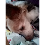 Puppies and Animals