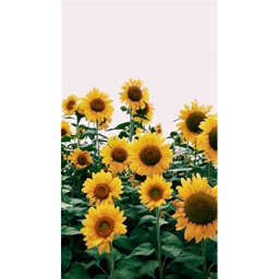 ⋆