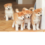 Dog builders