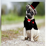 PUG ARE THE BEST!