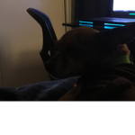 My dog studio